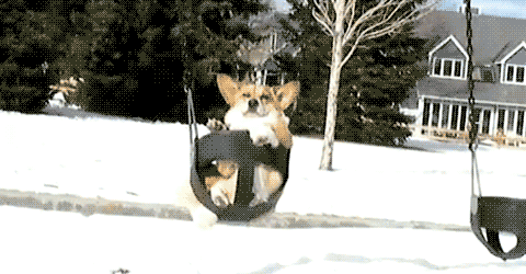 GIF of a dog chilling